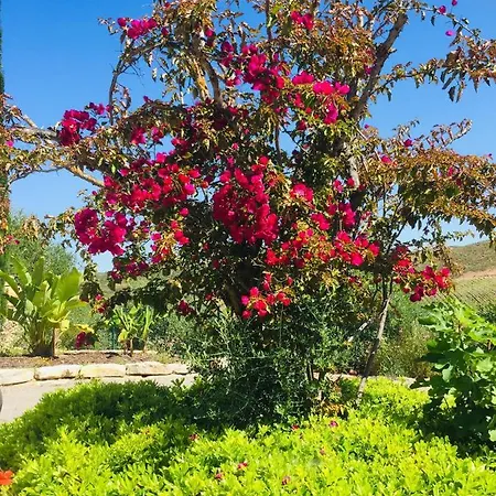 La Senhora Oliveiras Apartamento *