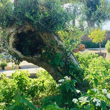 La Senhora Oliveiras *