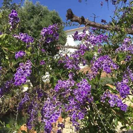 La Senhora Oliveiras *
